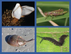 संधिपाद संघ (Phylum arthropoda)