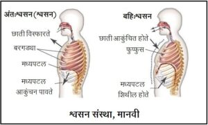 Read more about the article श्वसन संस्था, मानवी (Respiratory system, Human)