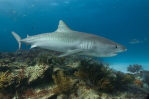 Read more about the article शार्क (Shark)