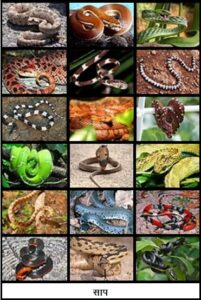 Read more about the article साप (Snake)