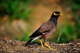 साळुंकी (Common Myna)