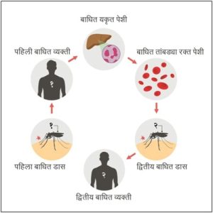 हिवताप (Malaria)