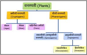 वनस्पतिसृष्टी (Plant kingdom)