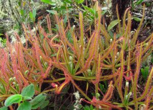 ड्रॉसेरा मॅग्निफिका : भव्य दवपर्णी  (Drosera magnifica : A Giant Insectivorous Plant)