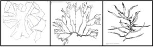 समुद्री शेवाळ (Sea Weed)