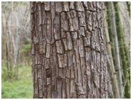 झाडाची साल (वल्क) (Bark of a Tree)