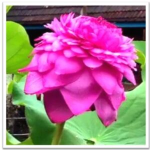 अद्वितीय सहस्रदल पद्मकमळ (An Unique Thousand Petal Lotus)