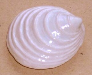 निओपिलिना गॅलॅथिया (Neopilina galatheae)