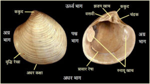 तिसऱ्या / द्विपुटी (Bivalves)