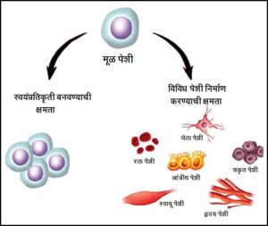 मूलपेशी / मूळ पेशी (Stem cells)
