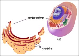 रायबोसोम (Ribosome)