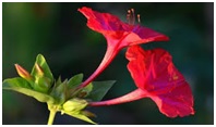 वनस्पतींमधील रंगद्रव्ये (Colour Chemicals in Plants)