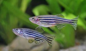 Read more about the article प्रातिनिधिक सजीव : झिब्राफिश (Model organism : Zebrafish)