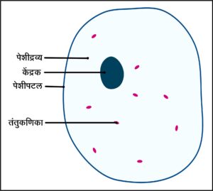 Read more about the article पेशीद्रव्य (Cytoplasm)