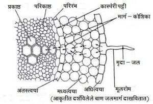 वनस्पतींमधील पाण्याचे परिवहन (trasportation of Water in plants)