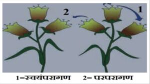 परागकणांचे आकारशास्त्र (Pollen Morphology)