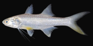रावस (Indian Salmon)
