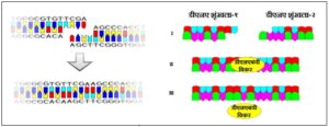 Read more about the article डीएनएबंधी विकरे (DNA ligases)