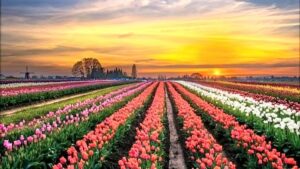फुलशेती उद्योग (Floriculture Industry)