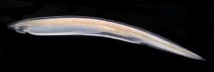 अँफिऑक्सस (Amphioxus / Lancelet)