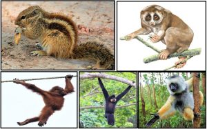 वृक्षस्थ जीवन आणि बाहुसंचलन (Arboreal Life and Brachiation)
