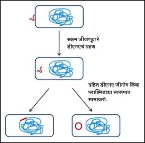 Read more about the article जीवाणूतील जनुक रचनांतरण (Bacterial Transformation)