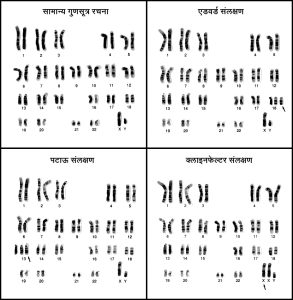 उत्परिवर्तन : गुणसूत्र संख्या बदल (Mutation in chromosome number)