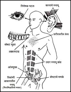 अवशेषांगे (Vestigial organs)