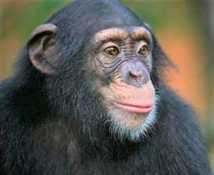 Read more about the article मानवसदृश कपी (Anthropoid Ape)