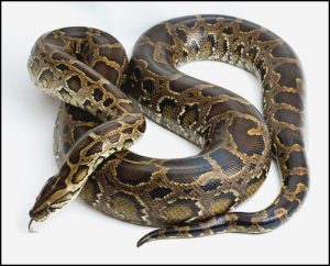 अजगर (Python)