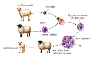 Read more about the article क्लोन (Clone)
