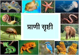 प्राणी सृष्टी (Kingdom Animalia)