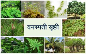वनस्पती सृष्टी (Plant kingdom)