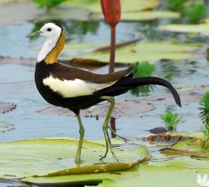 कमळपक्षी  (Jacana)