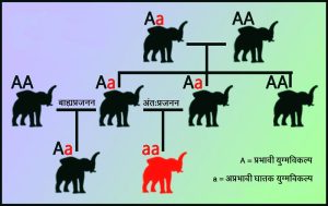  अंत:प्रजनन / अंतर्जनन (Inbreeding)