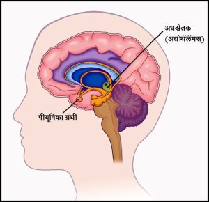 अधश्चेतक (Hypothalamus)