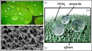 Read more about the article कमळ परिणाम (Lotus effect)