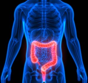 Read more about the article मोठे आतडे / बृहदांत्र (Large intestine)