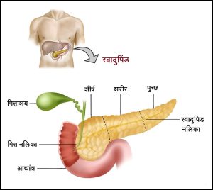 Read more about the article स्वादुपिंड (Pancreas)