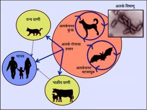 अलर्क रोग  (Rabies diseases)