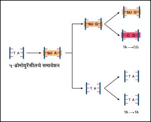 Read more about the article उत्परिवर्तके : रासायनिक (Chemical mutagens)