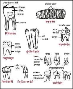 Read more about the article सस्तन प्राण्यांतील दंतविन्यास (Dentition in mammals)