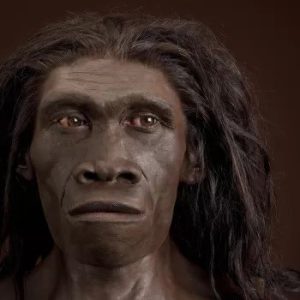 इरेक्टस मानव (Homo erectus)