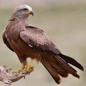 घार (Black kite)