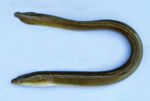 वाम, गोड्या पाण्यातील (Fresh water eel)