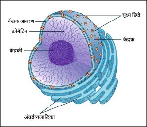 केंद्रक (Nucleus)