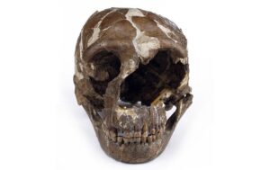 Read more about the article निअँडरथल मानव (Homo neanderthalensis)