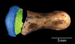 Read more about the article डेनिसोव्हा मानव (Denisovan)