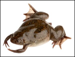 Read more about the article प्रातिनिधिक सजीव : झेनोपस (Model organism : Xenopus)