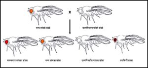 Read more about the article बहुविध युग्मविकल्पी (Multiple Alleles)